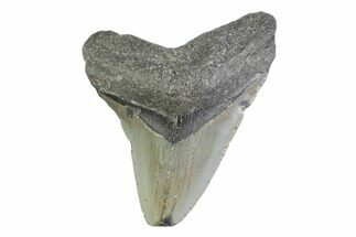 Fossil Megalodon Tooth - North Carolina #373164