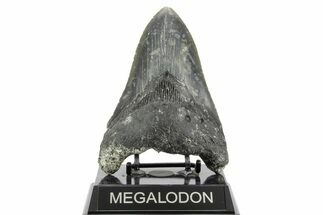 Bargain, Fossil Megalodon Tooth - Serrated Blade #373123