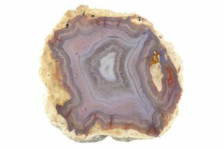 Polished Red Hot (Berrendo) Thunderegg Half - Mexico #373237