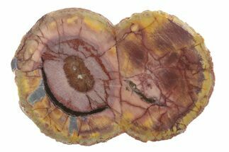 Polished Cold Mountain Thunderegg (Half) - Mexico #373354