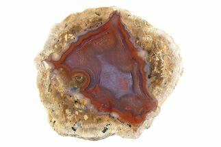 Polished Red Hot (Berrendo) Thunderegg Half - Mexico #373224
