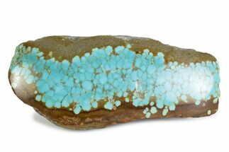 Polished Turquoise Section - Number Mine, Carlin, NV #373116