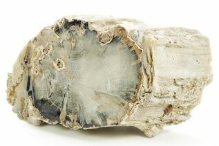 Petrified Wood For Sale