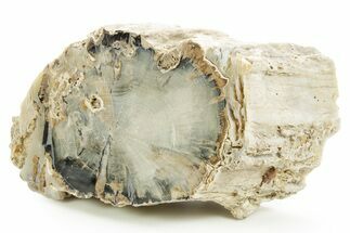 Petrified Wood (Schinoxylon) - Blue Forest, Wyoming #373499