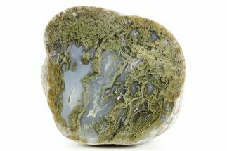 Moss Agate Replaced Wood Cast - Oregon #373526