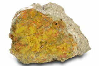Premium Specimens For Sale