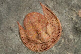 Orange Trinucleid Trilobite (Declivolithus) - Mecissi, Morocco #372451