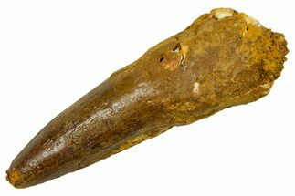 Fossil Spinosaurus Tooth - Real Dinosaur Tooth #373705