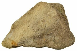 Dinosaur (Triceratops) Frill Shield Section - Montana #373725