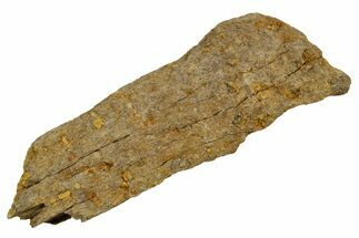 Dinosaur (Triceratops) Frill Shield Section - Montana #373729