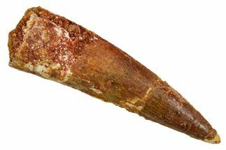Fossil Spinosaurus Tooth - Real Dinosaur Tooth #373731