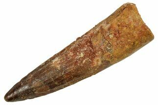 Fossil Spinosaurus Tooth - Real Dinosaur Tooth #373747