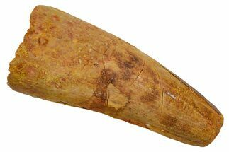 Fossil Spinosaurus Tooth - Feeding Worn Tip #373753