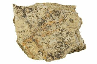 Dinosaur (Triceratops) Frill Shield Section - Montana #373774