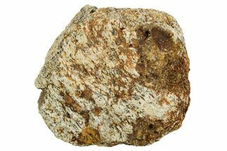 Dinosaur (Triceratops) Frill Shield Section - Montana #373777