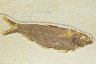 Detailed Fossil Fish (Knightia) - Wyoming #373683