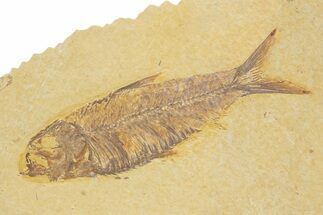 Detailed Fossil Fish (Knightia) - Wyoming #373709