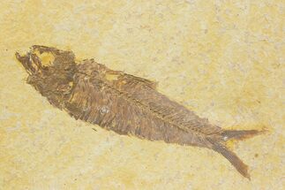 Detailed Fossil Fish (Knightia) - Wyoming #373717
