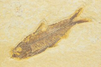 Detailed Fossil Fish (Knightia) - Wyoming #373733