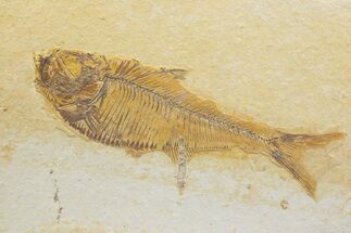 Detailed Fossil Fish (Diplomystus) - Wyoming #373746