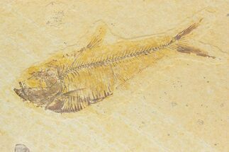 Detailed Fossil Fish (Diplomystus) - Wyoming #373750
