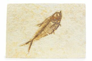 Detailed Fossil Fish (Diplomystus) - Wyoming #373754