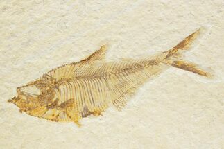 Detailed Fossil Fish (Diplomystus) - Wyoming #373755