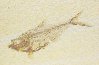 Detailed Fossil Fish (Diplomystus) - Wyoming #373760