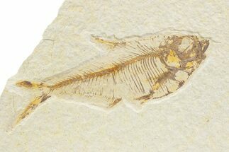 Bargain, Detailed Fossil Fish (Diplomystus) - Wyoming #373767