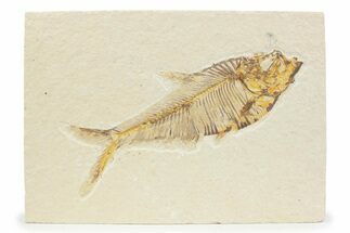 Detailed Fossil Fish (Diplomystus) - Wyoming #373775