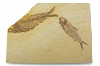 Plate With Two Fossil Fish (Knightia) - Wyoming #373860