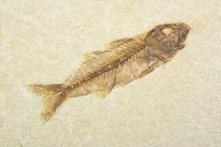 Uncommon Fish Fossil (Mioplosus) - Wyoming #373902