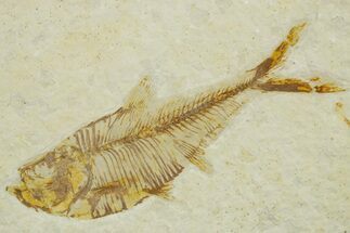 Detailed Fossil Fish (Diplomystus) - Wyoming #373803