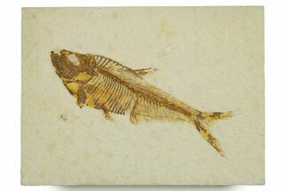 Detailed Fossil Fish (Diplomystus) - Wyoming #373829