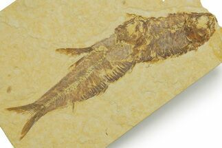 Plate With Two Fossil Fish (Knightia) - Wyoming #373834