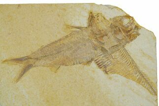 Plate With Two Fossil Fish (Diplomystus & Knightia) - Wyoming #373835