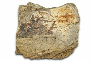Dinosaur (Triceratops) Frill Shield Section - Montana #373785