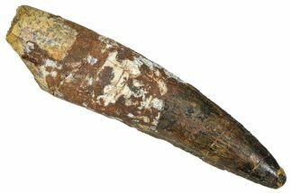 Fossil Spinosaurus Tooth - Partial Root #373808