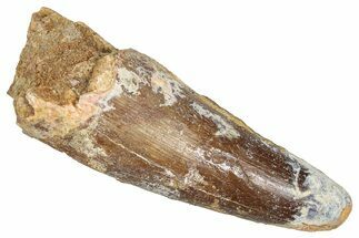 Fossil Spinosaurus Tooth - Real Dinosaur Tooth #373910