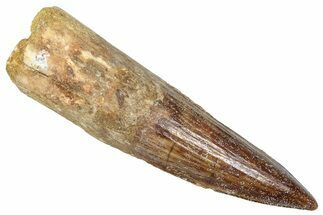 Bargain, Fossil Spinosaurus Tooth - Real Dinosaur Tooth #373914