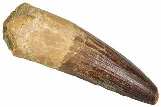 Fossil Spinosaurus Tooth - Real Dinosaur Tooth #373916
