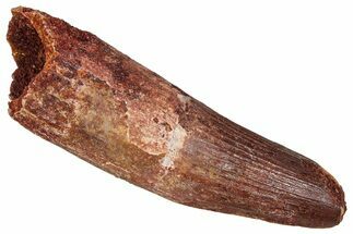 Fossil Spinosaurus Tooth - Real Dinosaur Tooth #373917