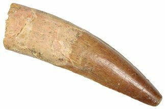 Fossil Spinosaurus Tooth - Real Dinosaur Tooth #373959