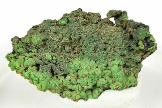 Vibrant Green Conichalcite with Chryscolla - Namibia #373634