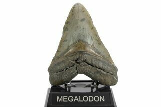 Huge, Fossil Megalodon Tooth - North Carolina #374051
