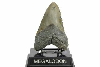 Fossil Megalodon Tooth - North Carolina #374056