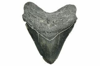Serrated, Fossil Megalodon Tooth - North Carolina #374058