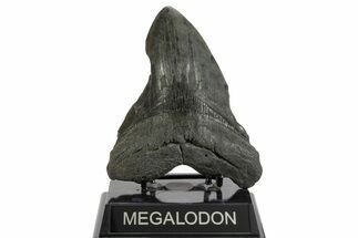 Bargain, Fossil Megalodon Tooth - South Carolina #374088