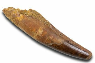 Fossil Spinosaurus Tooth - Real Fossil Tooth #373938
