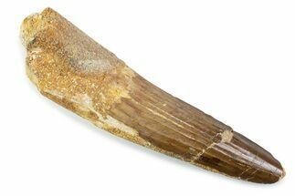 Fossil Spinosaurus Tooth - Real Fossil Tooth #373942